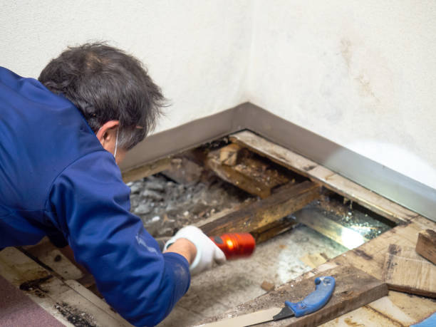 Best Commercial Mold Remediation in Gridley, IL