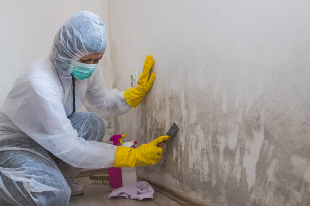 Best Crawl Space Mold Remediation in Gridley, IL