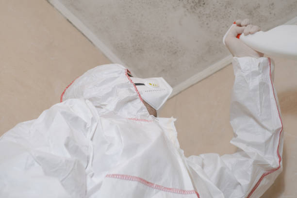 Best Black Mold Remediation in Gridley, IL
