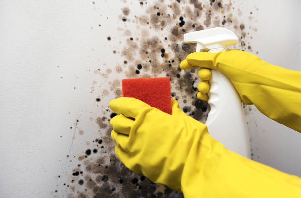 Best Health and Safety Mold Remediation in Gridley, IL