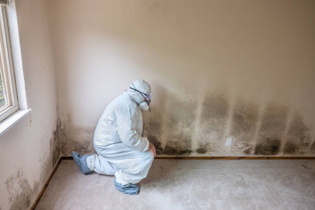 Best Post-Flood Mold Remediation in Gridley, IL