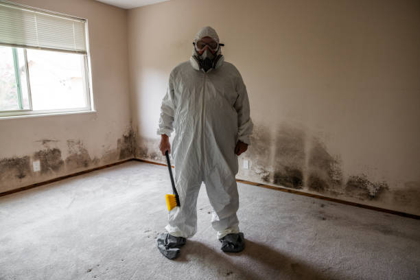 Best White Mold Remediation in Gridley, IL