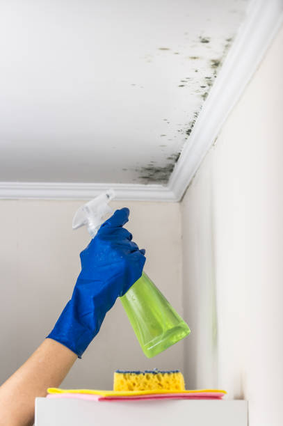 Professional Mold Remediation in Gridley, IL